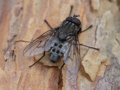 Helina evecta 66706624 by Michael Knapp. Used under a CC BY 4.0 license.