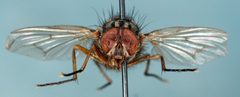 Musca domestica-f by Magnefl. Used under a CC BY-SA 3.0 license.