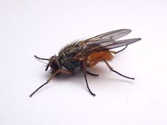 Phaonia subventa - female - Buckinghamshire - 52623116922 by kitenet. Used under a CC BY 2.0 license.