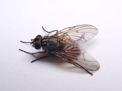 Phaonia subventa - female - Buckinghamshire - 52623635671 by kitenet. Used under a CC BY 2.0 license.