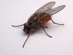 Phaonia subventa - female - Buckinghamshire - 52624068140 by kitenet. Used under a CC BY 2.0 license.
