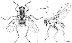 PSM V58 D260 Scatophaga furcata by Unknown authorUnknown author. Used under a Public domain license.