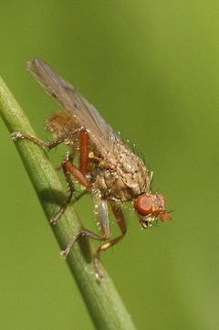 Scathophaga.furcata by James K. Lindsey. Used under a CC BY-SA 3.0 license.
