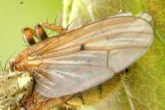 Scathophaga.furcata.wing.detail by James K. Lindsey. Used under a CC BY-SA 3.0 license.