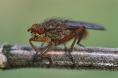 Scathophaga furcata 1 by Aiwok. Used under a CC BY-SA 3.0 license.