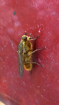 Scathophaga stercoraria 108818396 by Kathleen Houlahan Chayer. Used under a CC0 license.