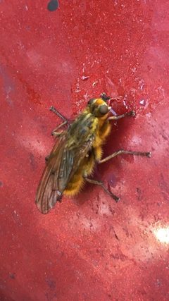 Scathophaga stercoraria 108818408 by Kathleen Houlahan Chayer. Used under a CC0 license.