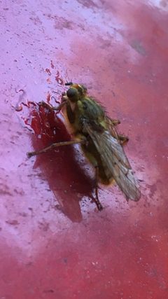 Scathophaga stercoraria 108818418 by Kathleen Houlahan Chayer. Used under a CC0 license.