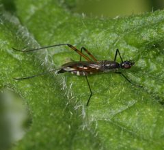Micropeza corrigiolata by Sandy Rae. Used under a CC BY-SA 4.0 license.
