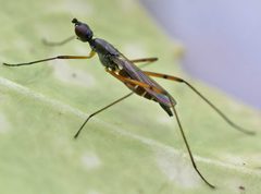 Micropeza corrigiolata01 by wikipedia. Used under a Attribution license.