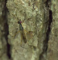 Rainieria antennaepes P1160628a by
xpda. Used under a CC BY-SA 4.0 license.