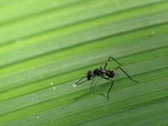 Taeniaptera lasciva by 
Hans Hillewaert. Used under a CC BY-SA 4.0 license.