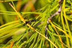Taeniaptera trivittata by cricketsblog. Used under a CC BY 2.0 license.