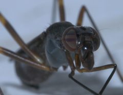 Taeniaptera trivittata P1290857a by 
xpda. Used under a CC BY-SA 4.0 license.
