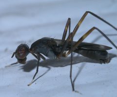 Taeniaptera trivittata P1290889a by
xpda. Used under a CC BY-SA 4.0 license.