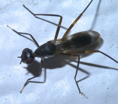 Taeniaptera trivittata P1290890a by 
xpda. Used under a CC BY-SA 4.0 license.
