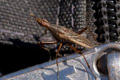 Odontoloxozus longicornis - Flickr - aspidoscelis by Patrick Alexander from Las Cruces, NM. Used under a CC0 license.