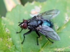 Bellardia vulgaris 02 by AfroBrazilian. Used under a CC BY-SA 4.0 license.