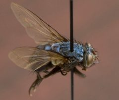 Calliphora Livida by Deepa.lalu. Used under a Public domain license.