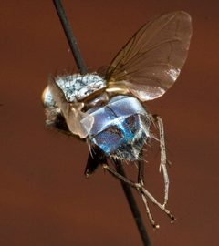 Calliphora livida dorsocaudal view by Cecimontes. Used under a Public domain license.