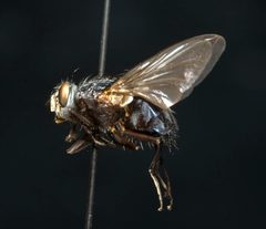 Calliphora livida lateral view by Cecimontes. Used under a Public domain license.