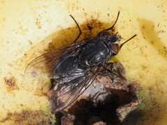 Calliphora vicina 106161055 by Michael Knapp. Used under a CC BY 4.0 license.