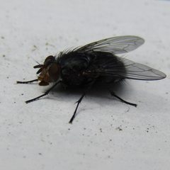 Calliphora vicina 106178998 by wild_wind. Used under a CC BY 4.0 license.