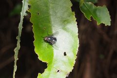 Calliphora vicina 106419859 by elishr. Used under a CC0 license.