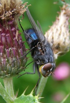 Calliphora-vomitoria-Bluebottle-fly-20100806a by TristramBrelstaff. Used under a CC BY-SA 4.0 license.
