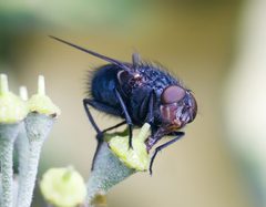 Calliphora vomitoria by JJ Harrison (https://www.jjharrison.com.au/). Used under a CC BY-SA 3.0 license.