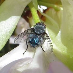 Calliphora vomitoria 2013 1 by VREAV0pby. Used under a CC BY-SA 3.0 license.