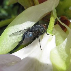 Calliphora vomitoria 2013 2 by VREAV0pby. Used under a CC BY-SA 3.0 license.