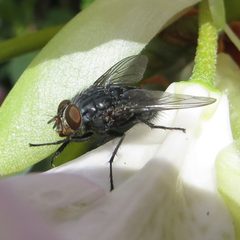 Calliphora vomitoria 2013 3 by VREAV0pby. Used under a CC BY-SA 3.0 license.