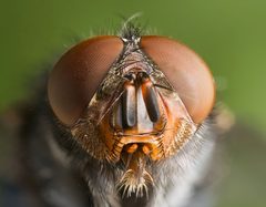 Calliphora vomitoria Portrait by JJ Harrison (https://www.jjharrison.com.au/). Used under a CC BY-SA 3.0 license.