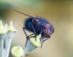 Calliphora vomitoria edit by JJ Harrison (jjharrison89@facebook.com), User:Papa Lima Whiskey (edit). Used under a CC BY-SA 3.0 license.
