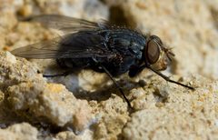 Calliphora vomitoria espunny by Espunny. Used under a CC BY 3.0 license.