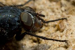 Calliphora vomitoria espunny02 by Espunny. Used under a CC BY-SA 3.0 license.