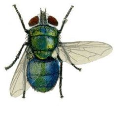 Chrysomya rufifacies from CSIRO by Unknown authorUnknown author. Used under a Public domain license.