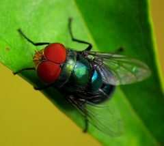 Male Bluebottle - Chrysomya rufifacies by James Niland. Used under a CC BY 2.0 license.