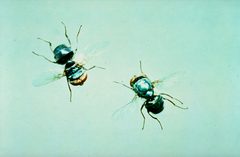 CSIRO ScienceImage 1437 Screw worm fly by division, CSIRO. Used under a CC BY 3.0 license.