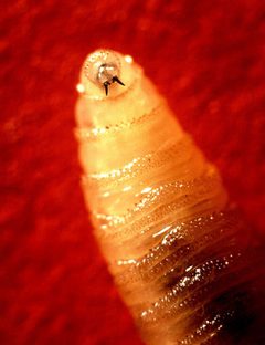 Screwworm larva by John Kucharski. Used under a Public domain license.