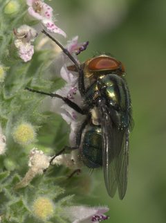 Cochliomyia macellaria P1200239a by 
xpda. Used under a CC BY-SA 4.0 license.
