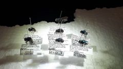 Blowflies of medicinal use by Walnussbäumchen. Used under a CC BY-SA 4.0 license.