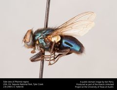Side view of Phormia regina by Ken Perry. Used under a CC0 license.