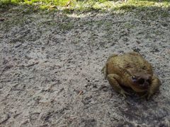 Bufo bufo parasitized by Lucilia bufonivora larvea by Frank.veenman. Used under a CC BY-SA 3.0 license.
