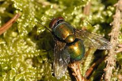 Lucilia.bufonivora.-.lindsey by James K. Lindsey. Used under a CC BY-SA 3.0 license.