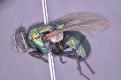 Lucilia coeruleiviridis by Terry Whitworth. Used under a Copyrighted free use license.