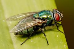 Australian sheep blowfly by wikipedia. Used under a GFDL 1.2 license.
