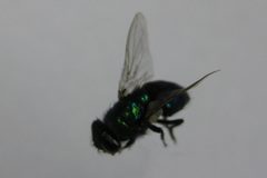 Lucilia cuprina by Alexandra.anzaldua. Used under a Public domain license.