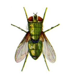 Lucilia cuprina from CSIRO by Unknown authorUnknown author. Used under a Public domain license.
